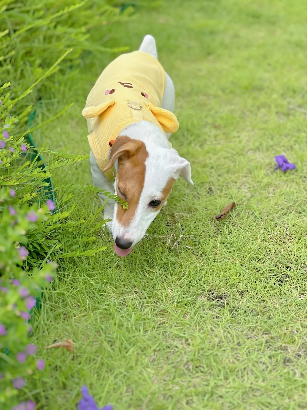 Jack Russell in a yellow hoodie sniffing the grass near the flowers