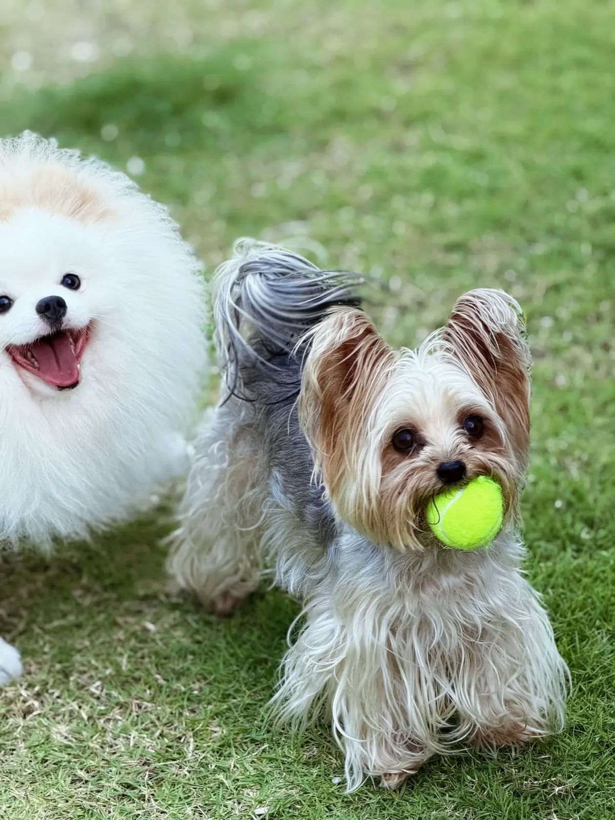 Smiling white Pomeranian next to a Yorkshire terrier holding a tennis ball