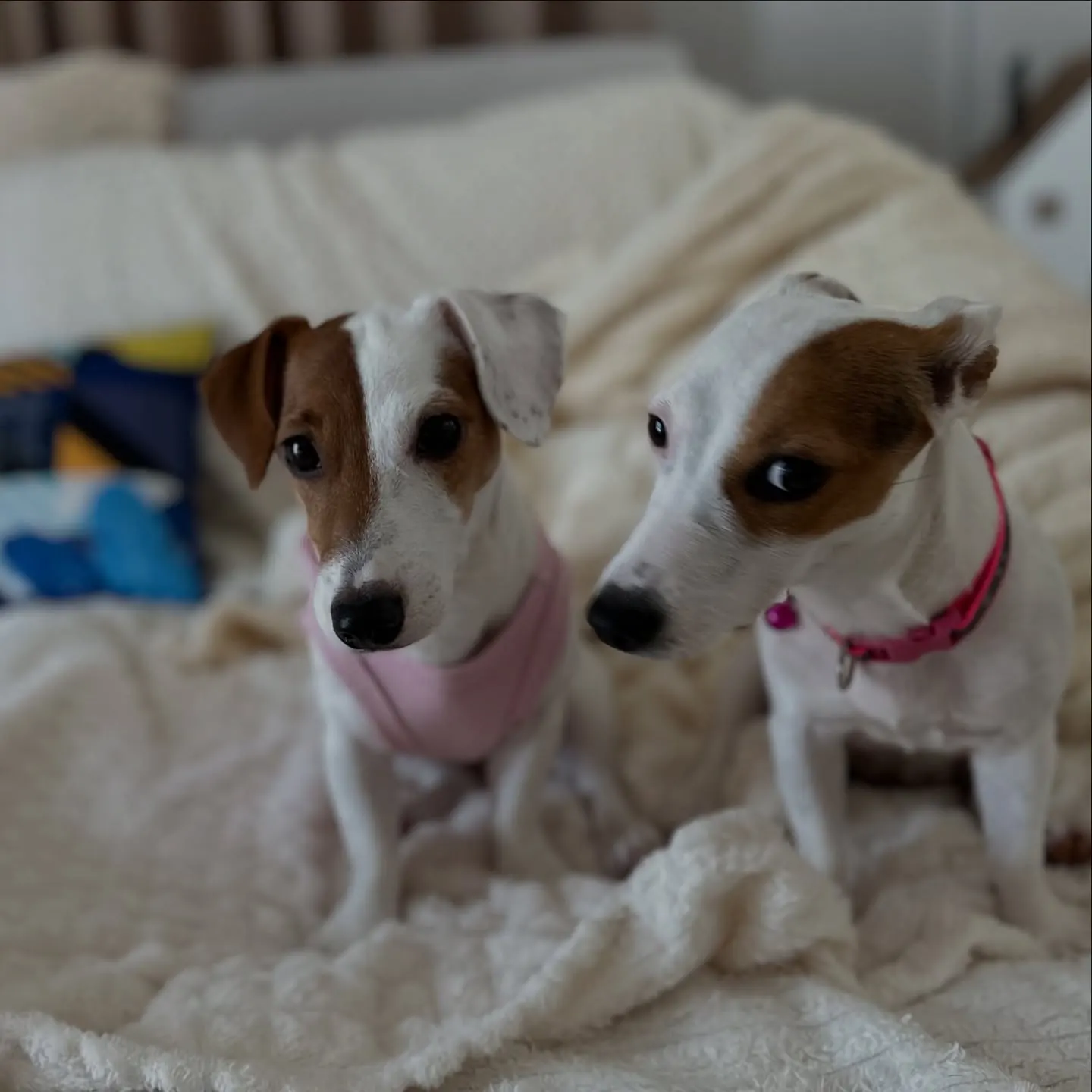 Two Jack Russells sitting together on a cream blanket