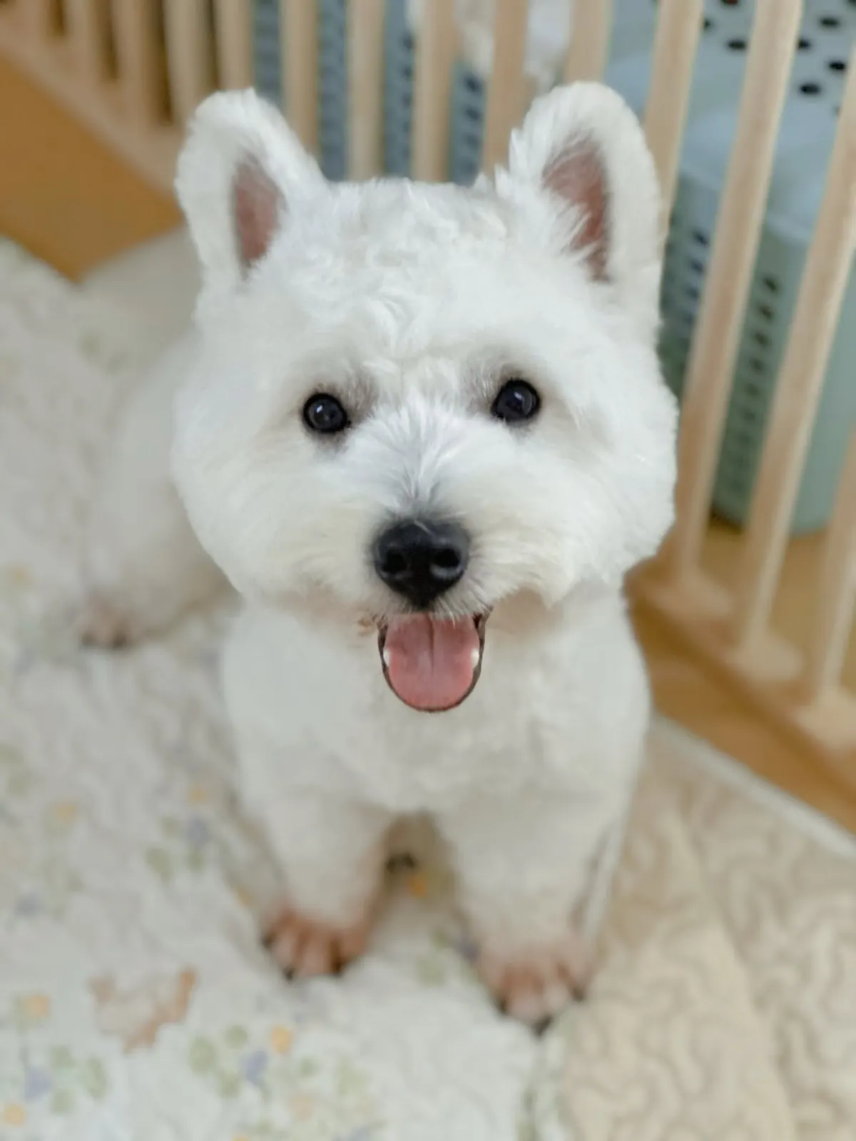 Westie sitting in its room and smiling at the camera