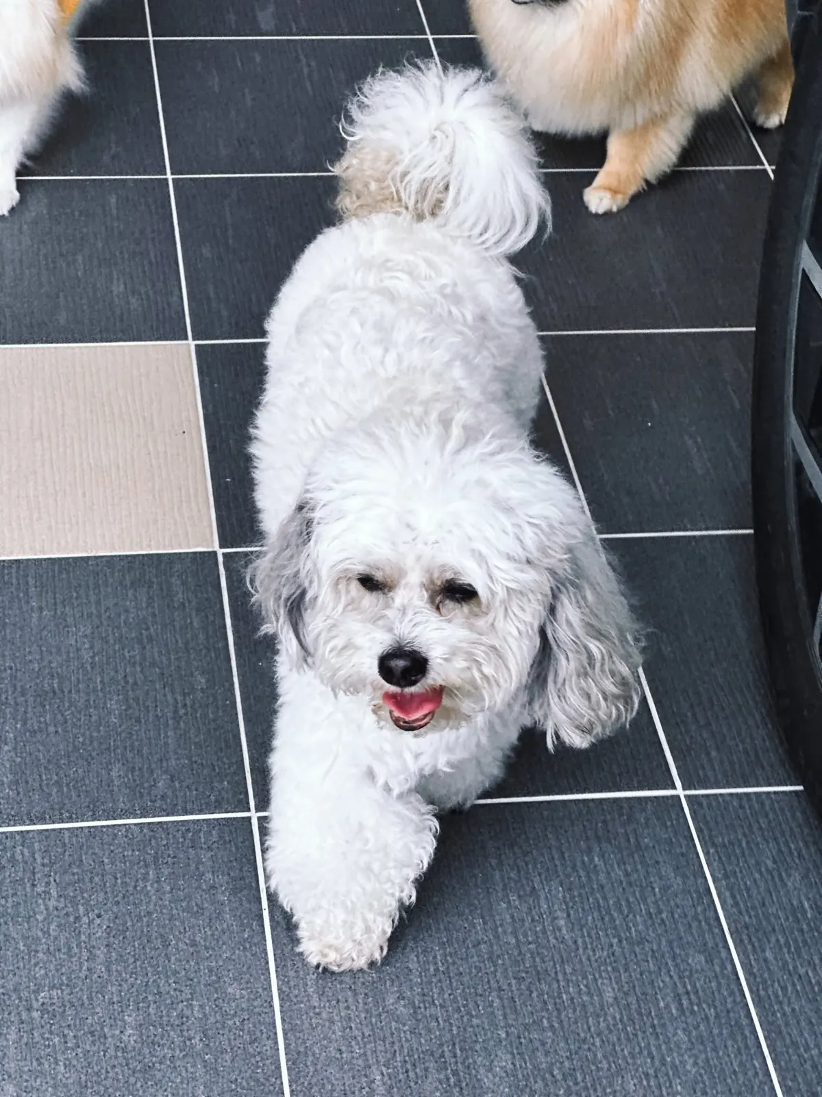 White Maltese-type dog walking toward the camera