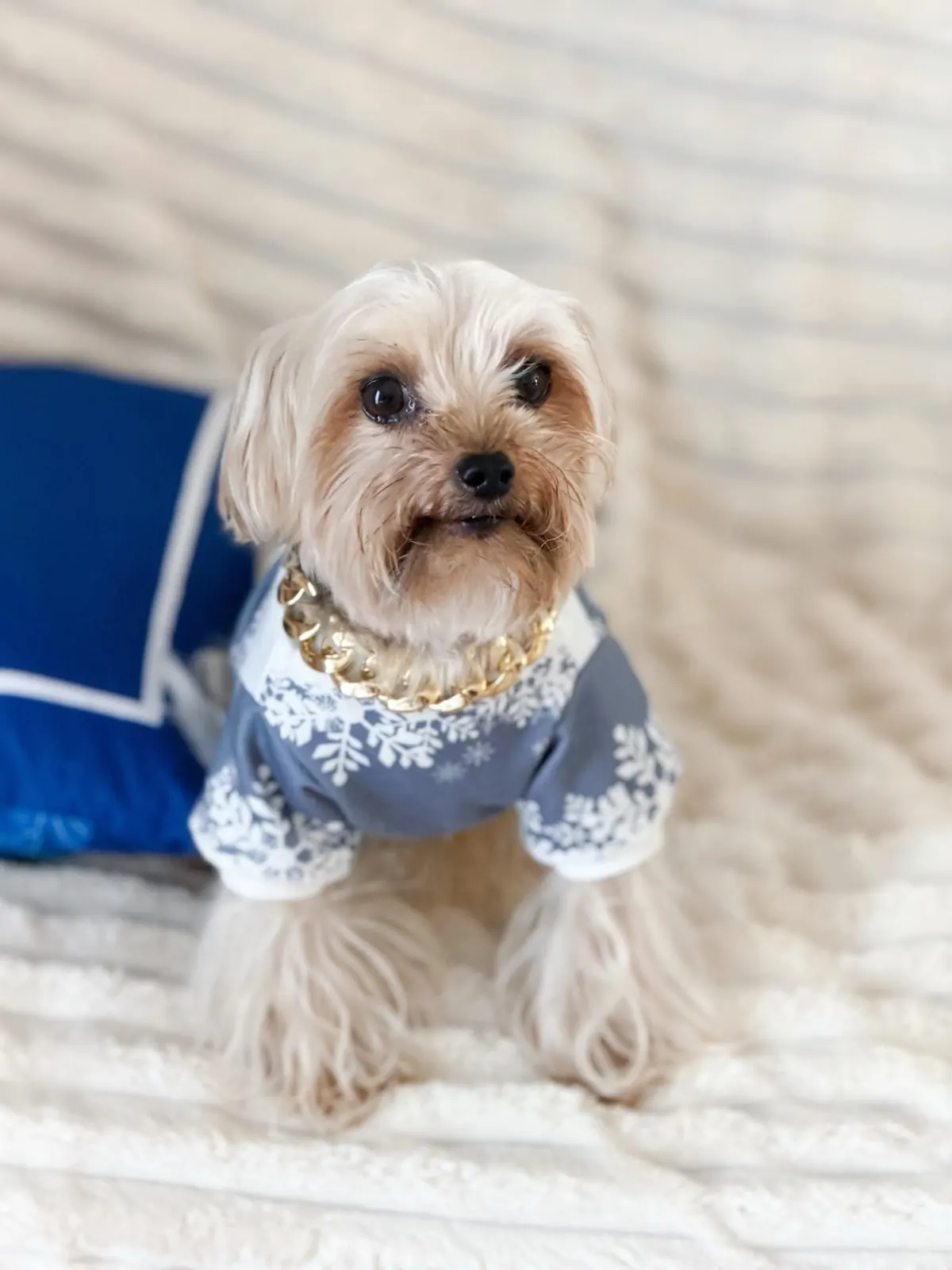 Yorkshire terrier in a snowflake sweater on a cream bed