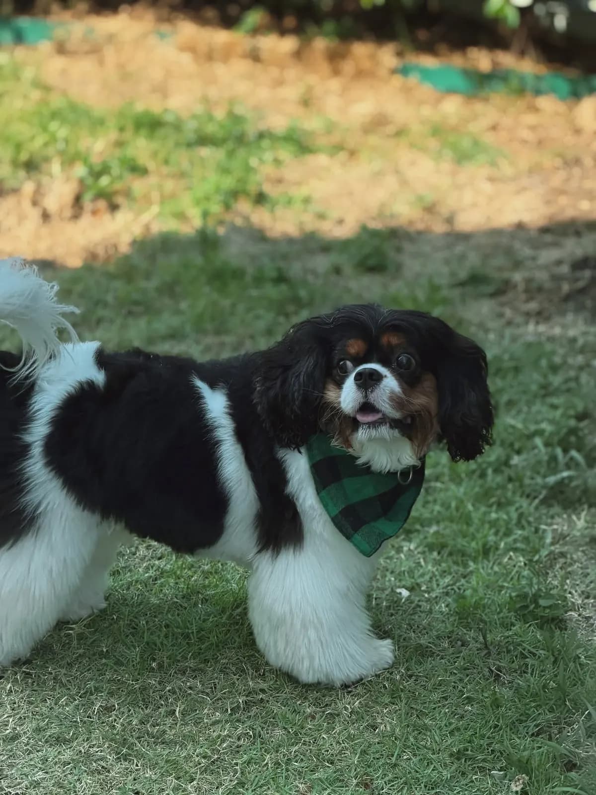 Cavalier King Charles Spaniel in a green plaid bandana out in the garden