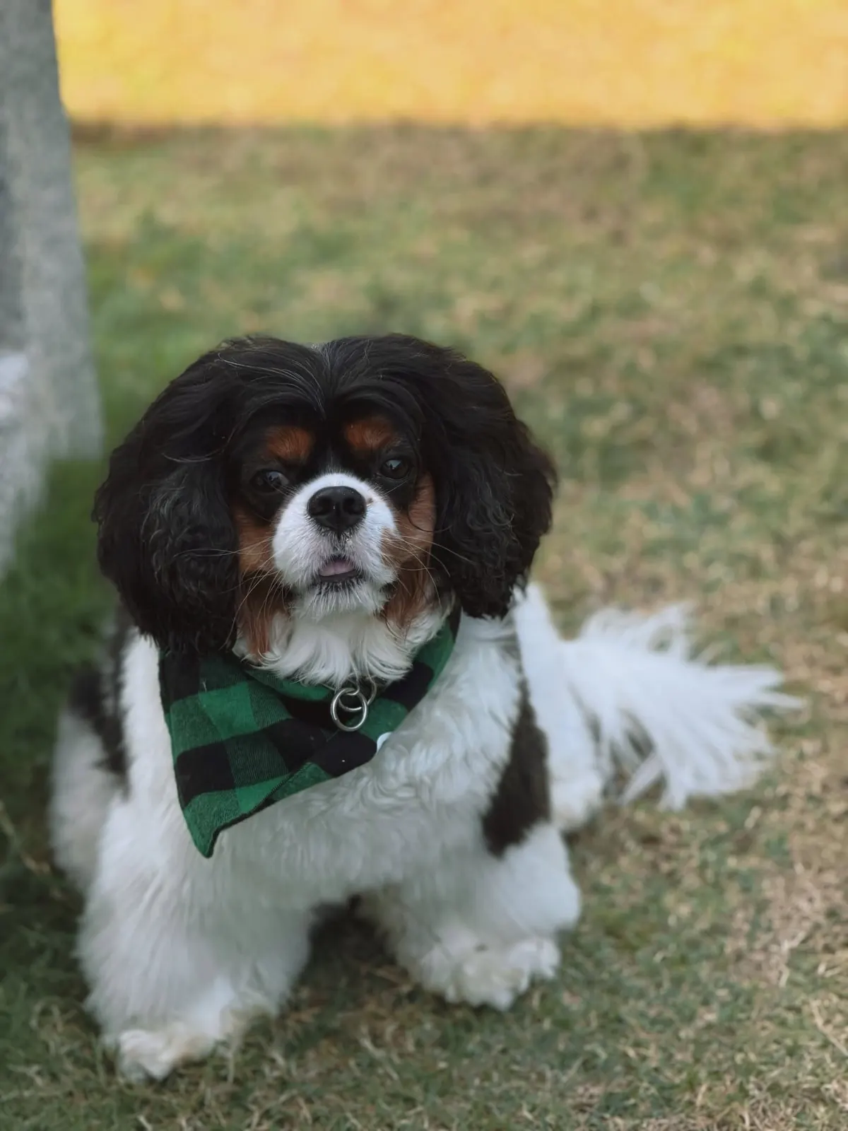 Tricolour Cavalier King Charles Spaniel in a tartan bandana on the grass