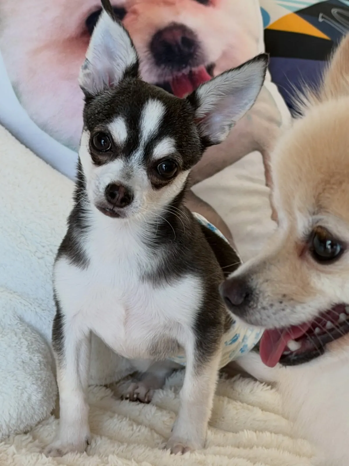Black-and-white Chihuahua and cream Pomeranian together on a cream bed