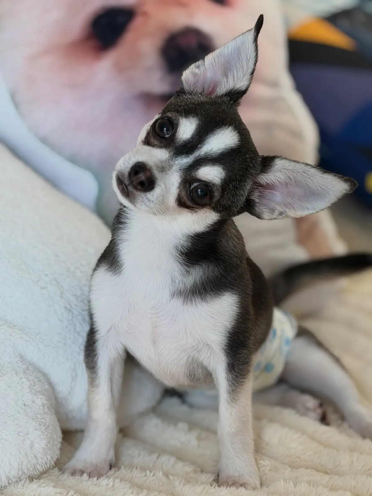 Black-and-white Chihuahua tilting its head on a fluffy bed