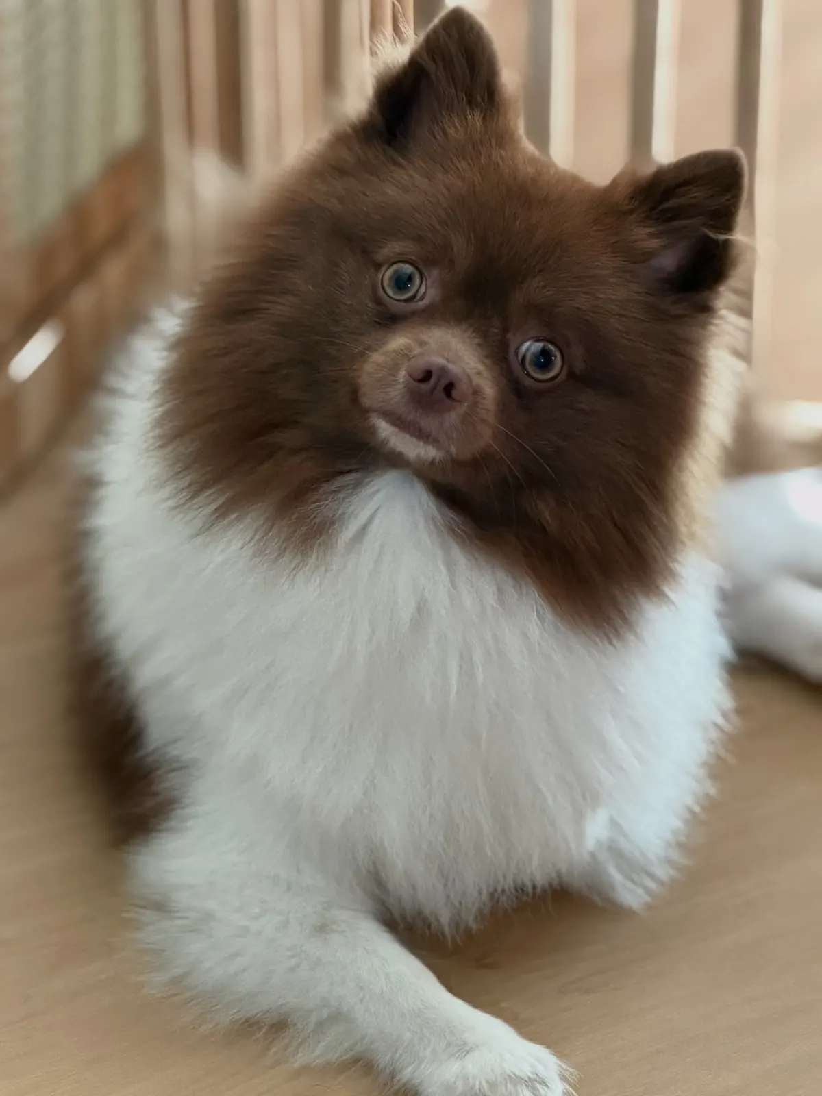 Chocolate-and-white Pomeranian tilting its head in the wooden-fenced indoor play area