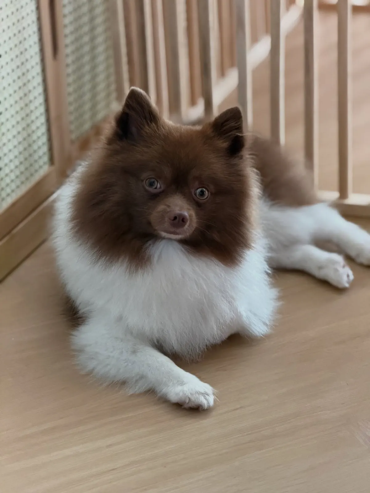 Chocolate-and-white Pomeranian lying on the wooden floor of the indoor play area