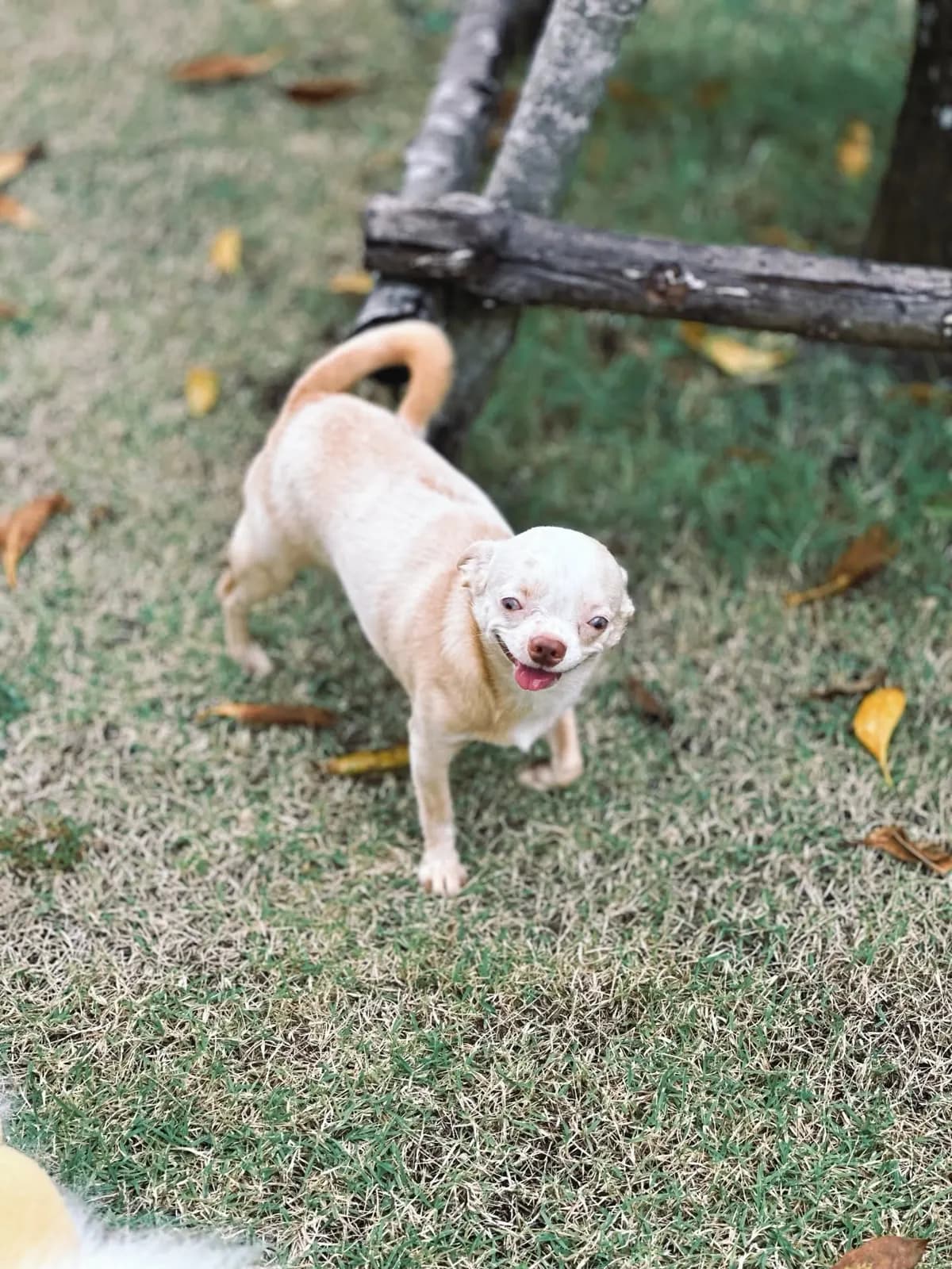 Cream Chihuahua on the lawn by a wooden bench