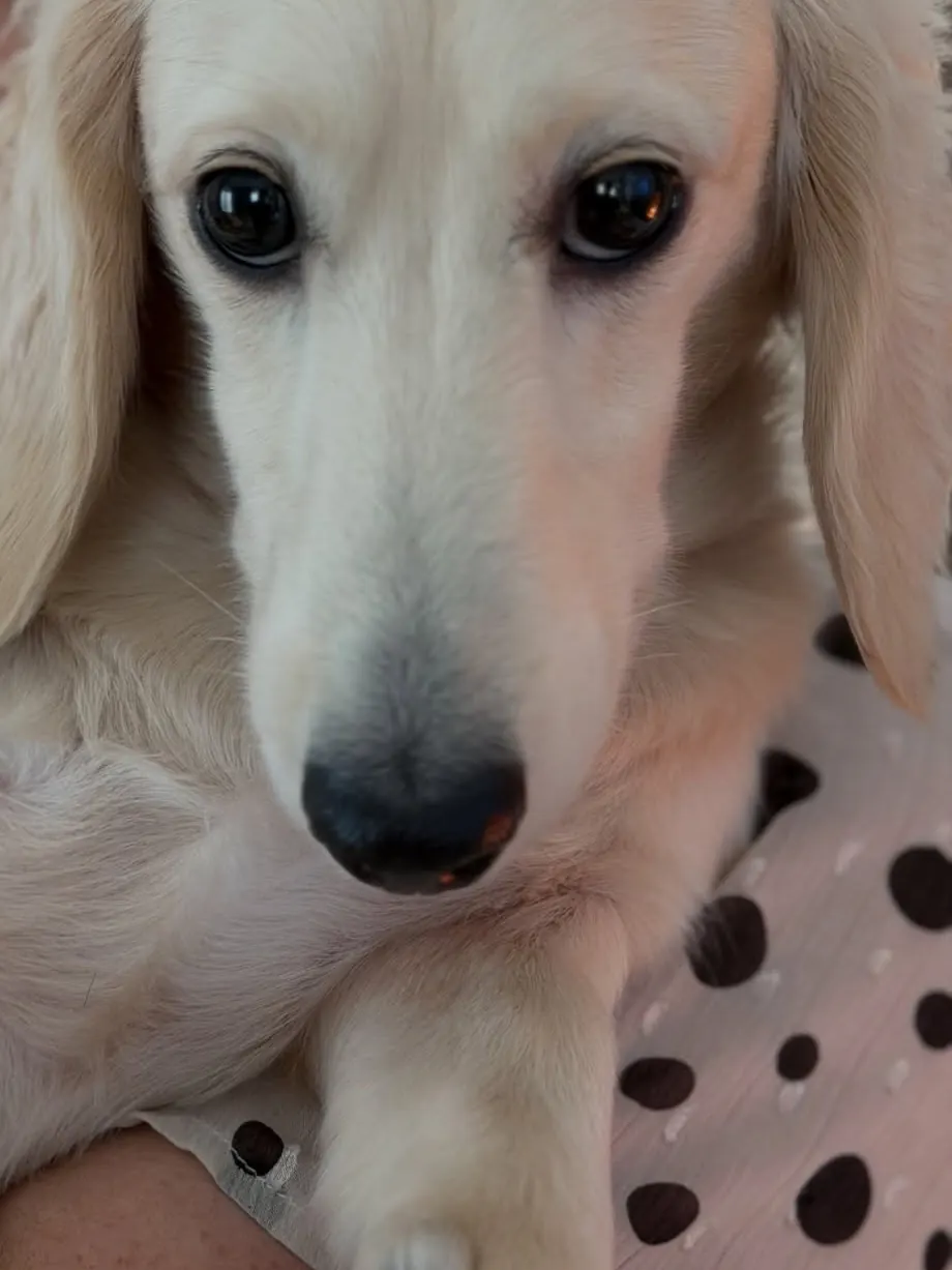 Cream long-haired dachshund being held in someone's arms