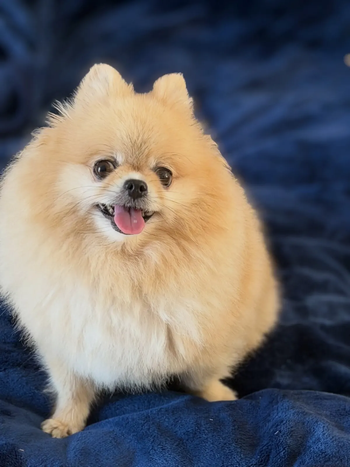 Cream Pomeranian smiling on a navy blanket