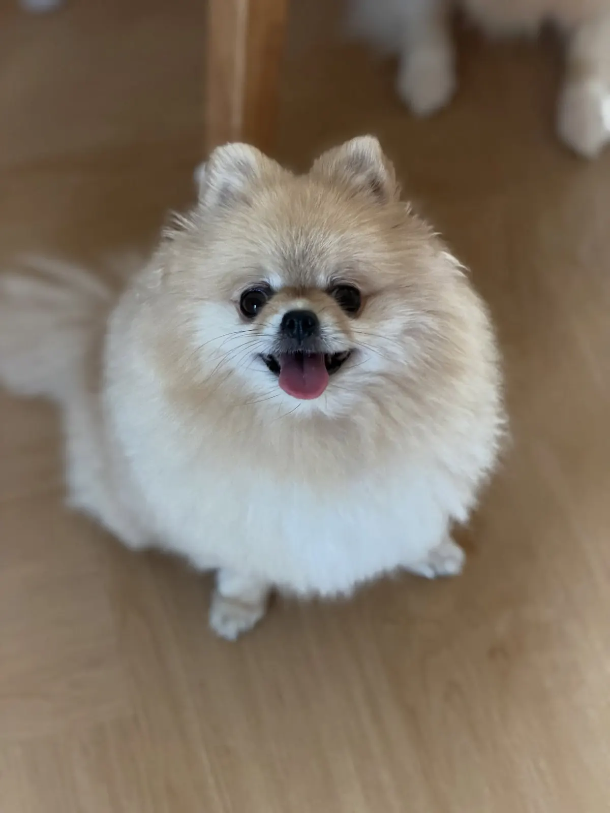 Cream Pomeranian looking up and smiling on the wooden floor