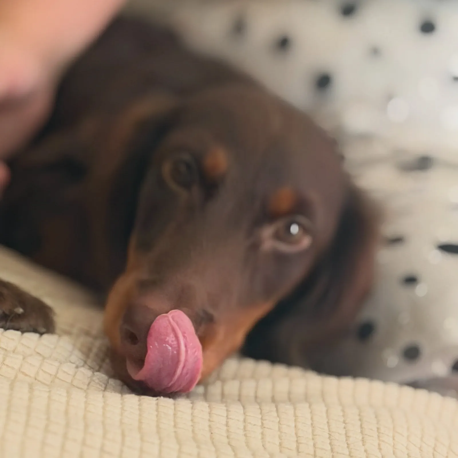 Chocolate dachshund resting on the sofa and licking its nose