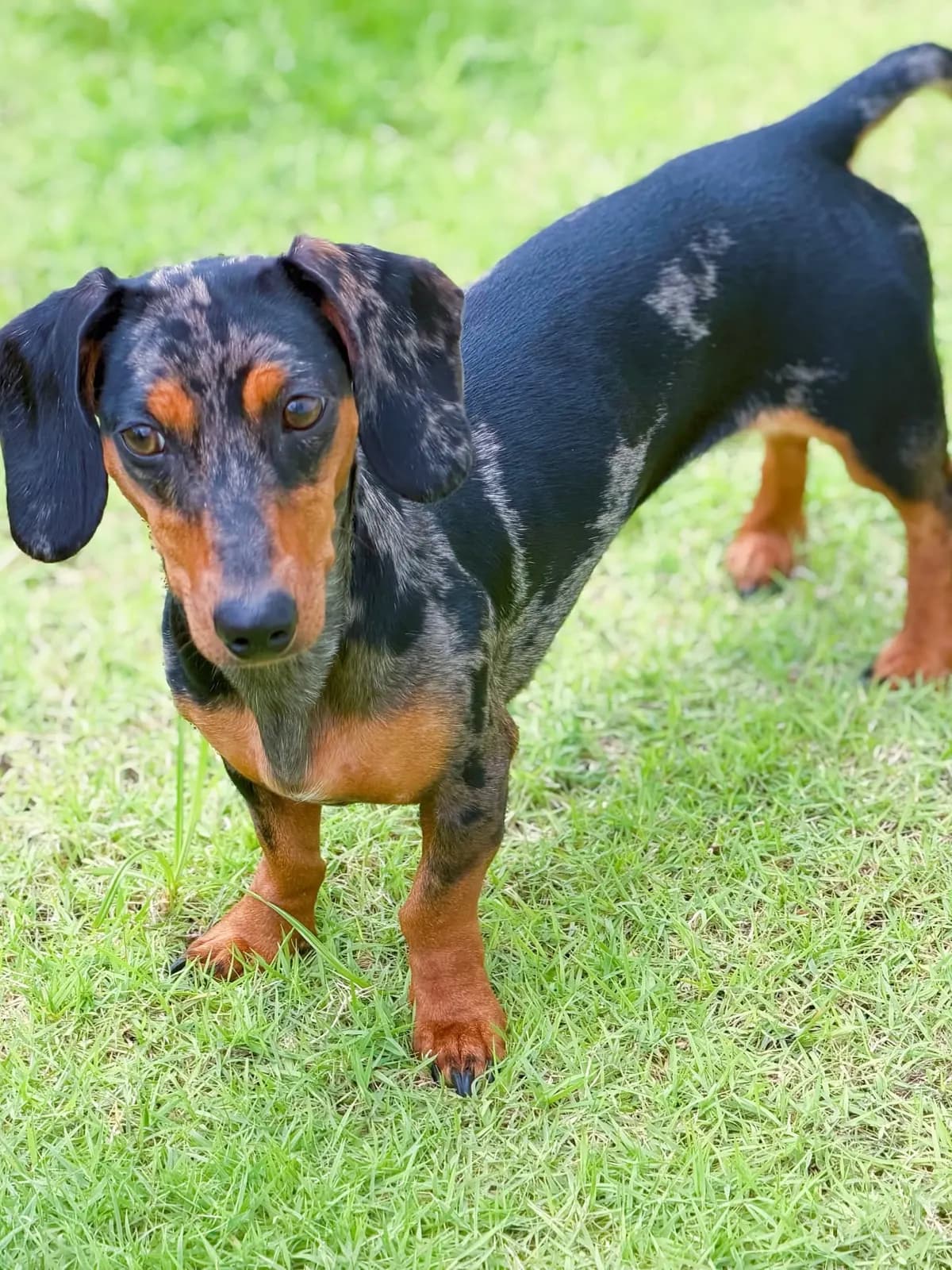 Dapple miniature dachshund standing on the lawn