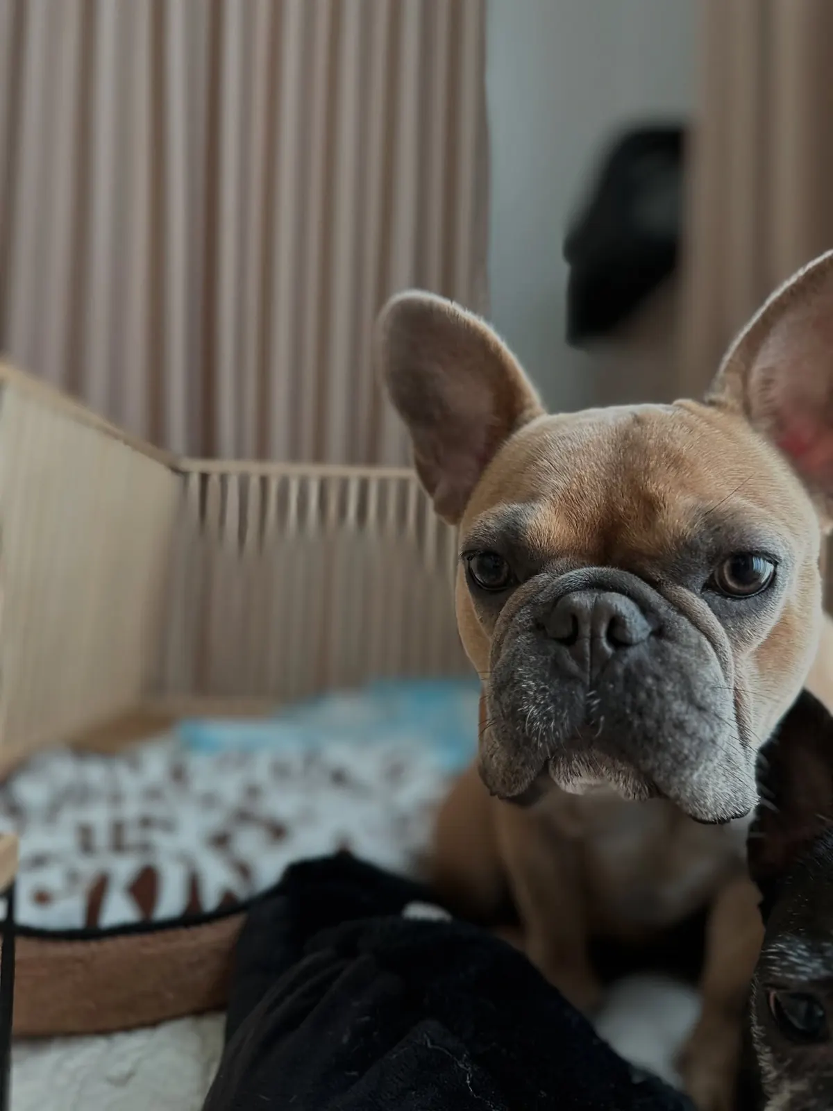 Fawn French bulldog on a dalmatian-print bed