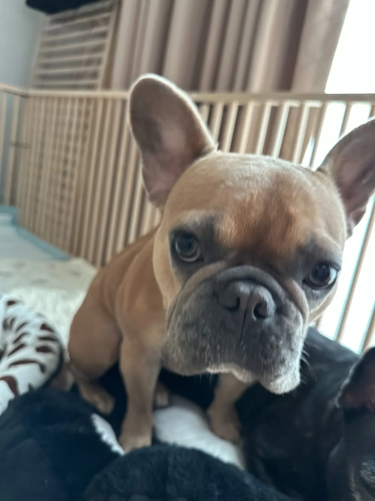 Fawn French bulldog sitting in its room looking at the camera