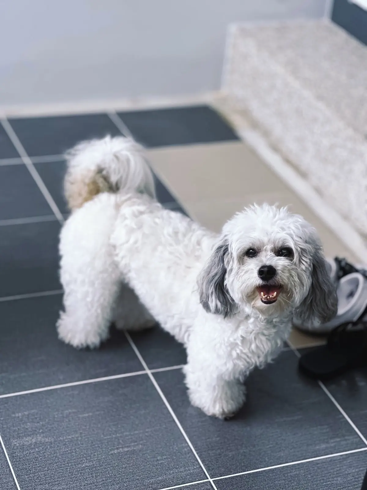 Fluffy white small dog looking back happily on a tiled floor
