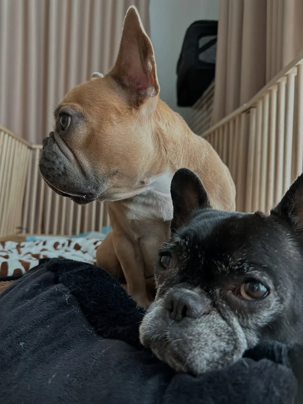 Fawn and senior black French bulldogs resting together on a bed