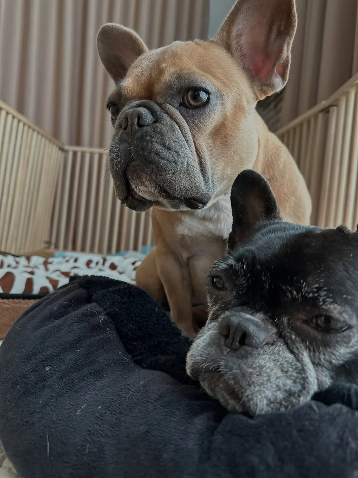 Fawn and black French bulldogs together on a bed