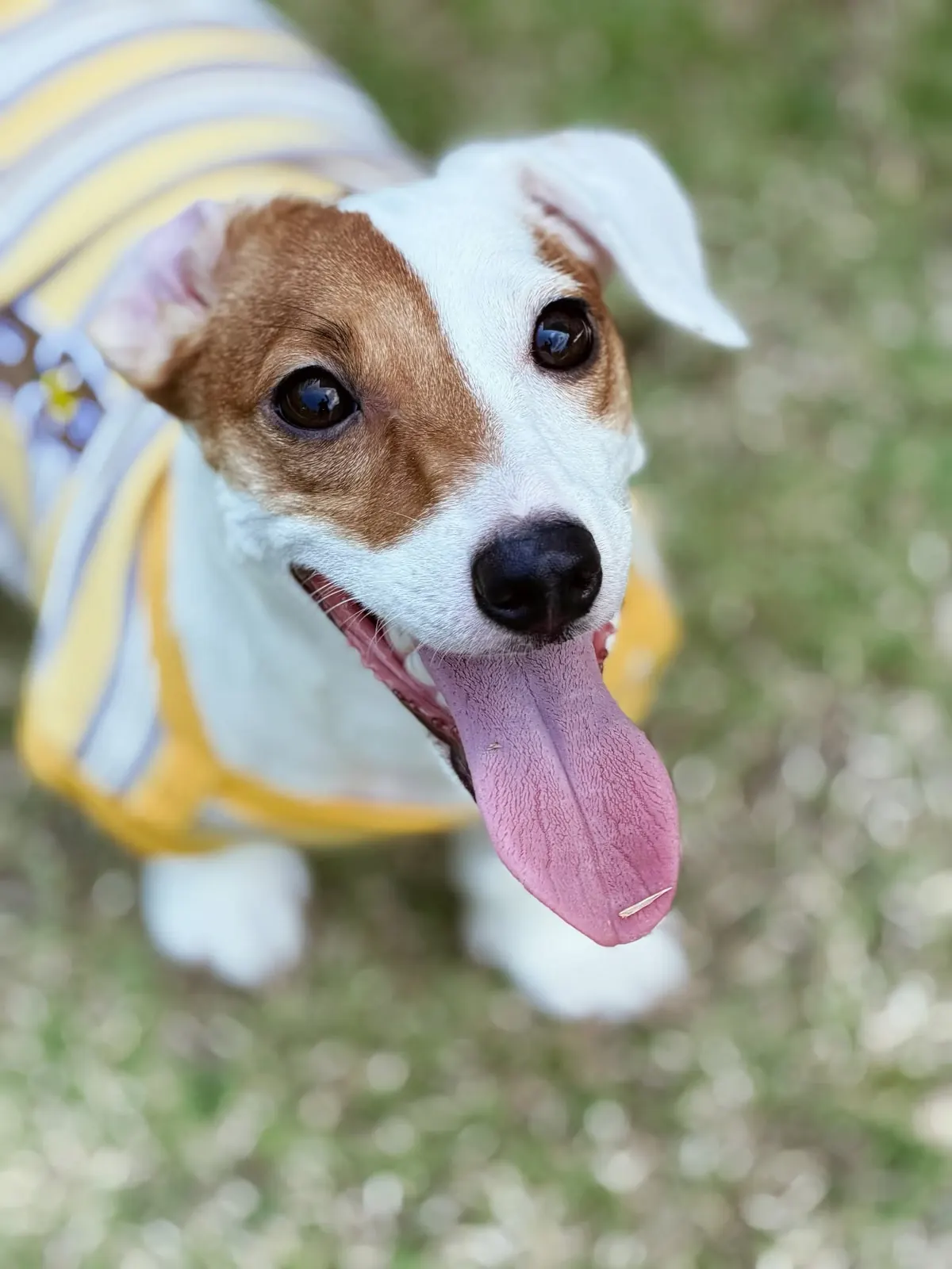 Happy Jack Russell Terrier with its tongue out, wearing a striped shirt on the grass