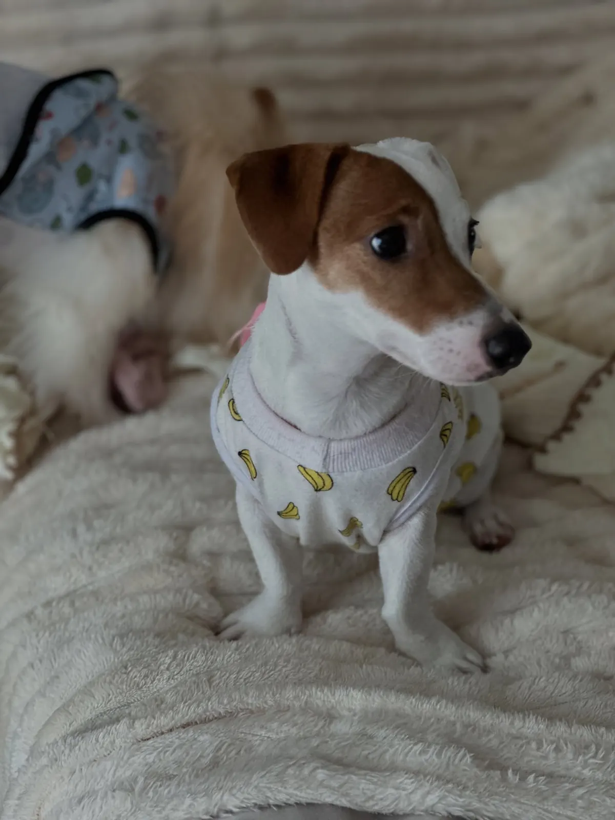 Jack Russell in a banana-print shirt on a cream sofa blanket