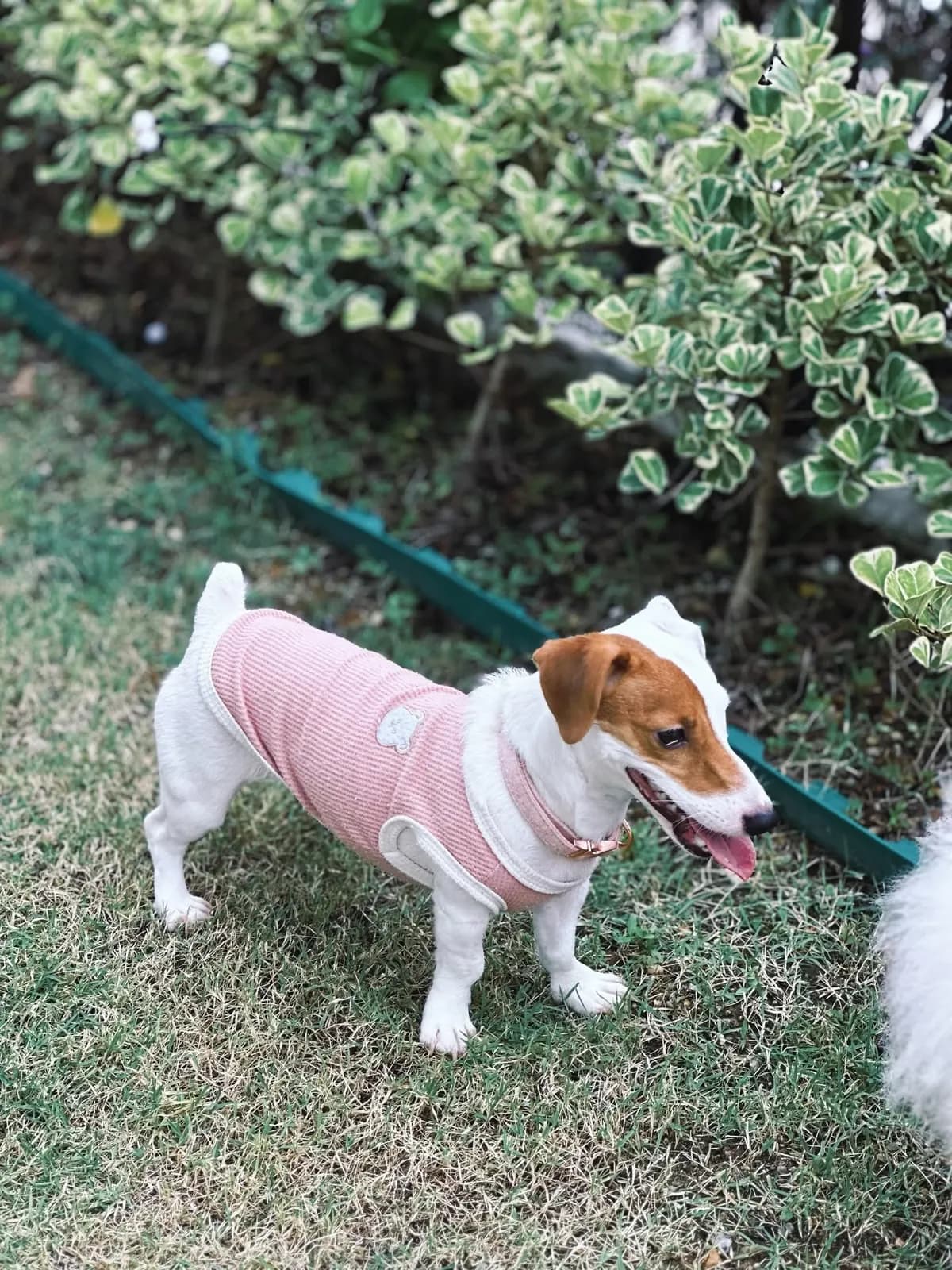 Jack Russell Terrier in a pink shirt sniffing around the garden bushes