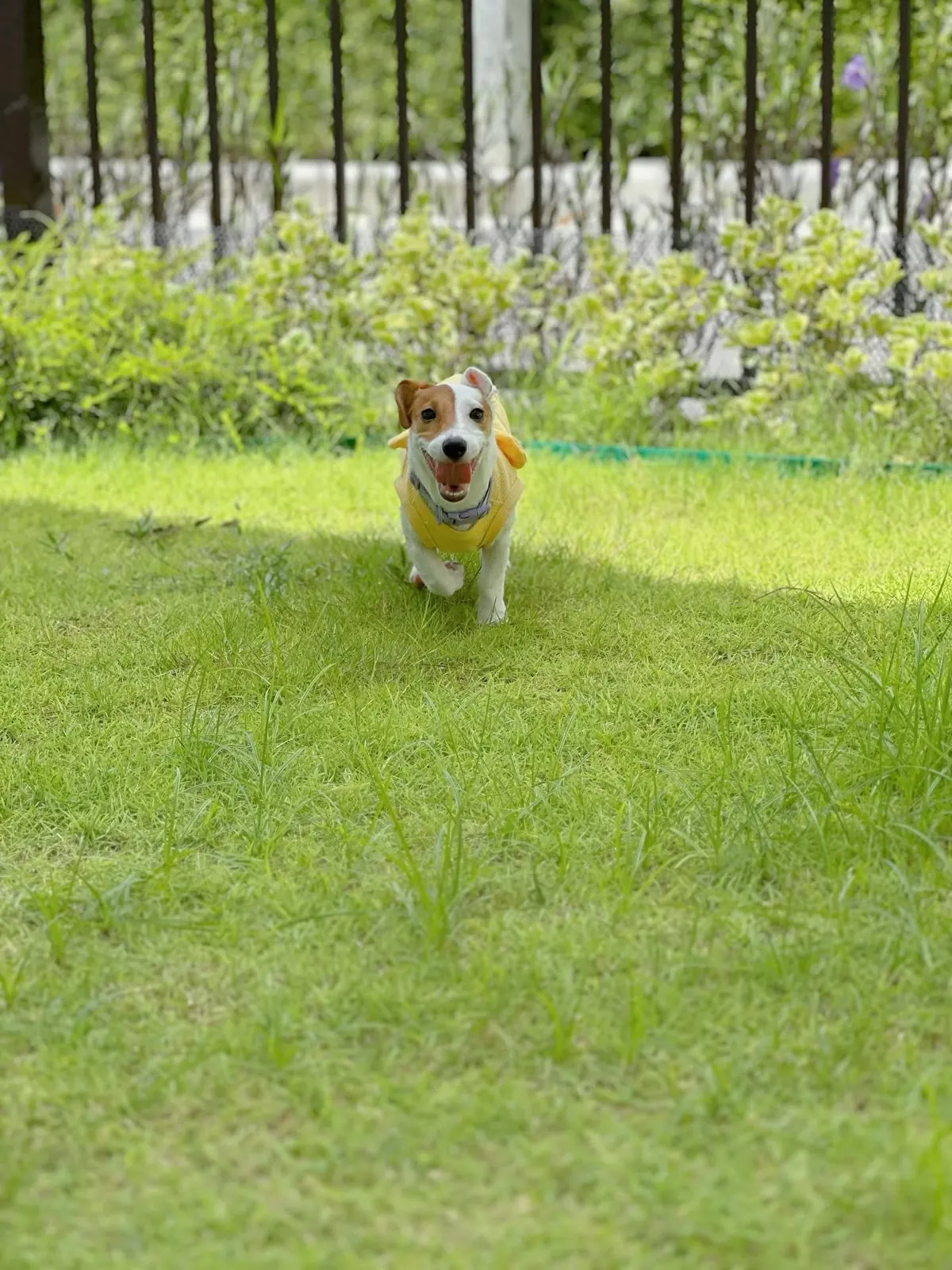 Jack Russell in a yellow shirt running across the sunny lawn