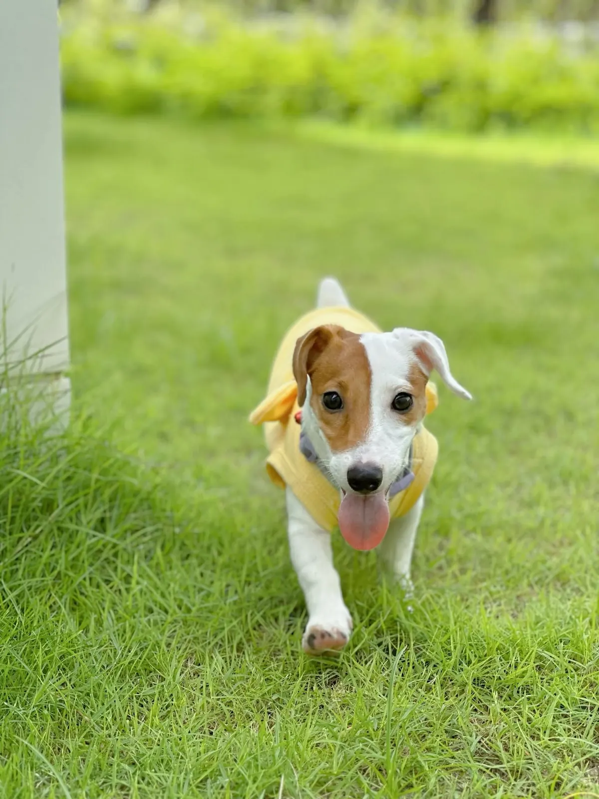 Jack Russell in a yellow shirt running on the grass, tongue out