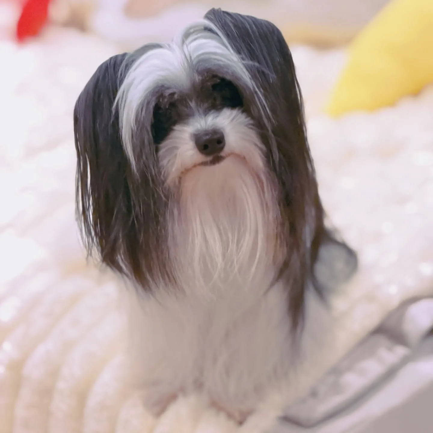 Long-haired black-and-white Lhasa Apso-type dog sitting on a fluffy bed