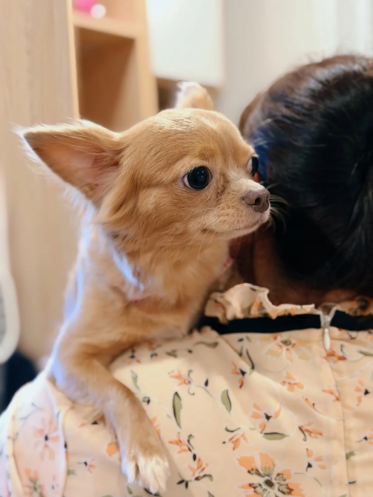 Long-haired cream Chihuahua resting on a carer's shoulder