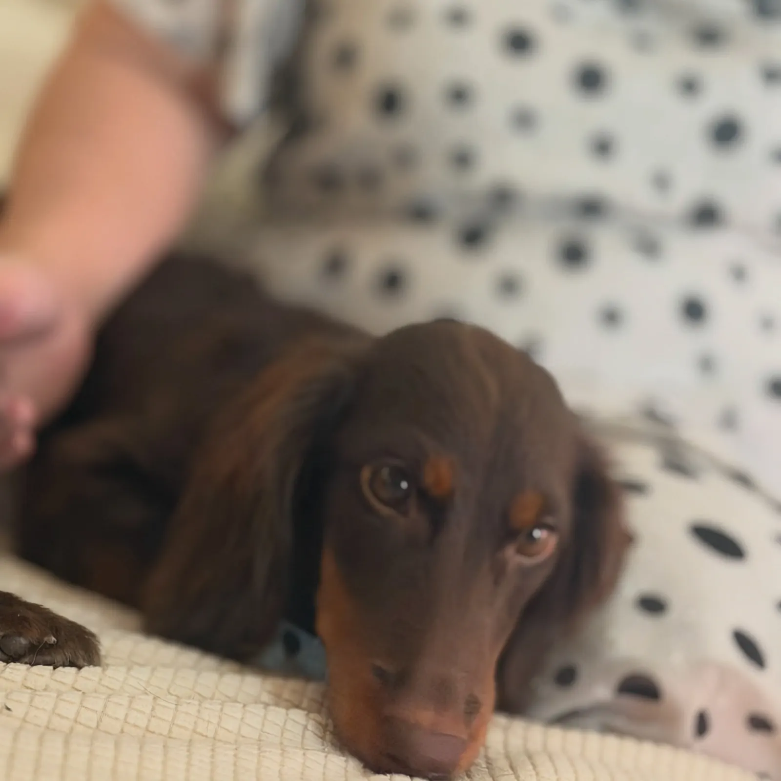 Chocolate long-haired dachshund resting on a blanket