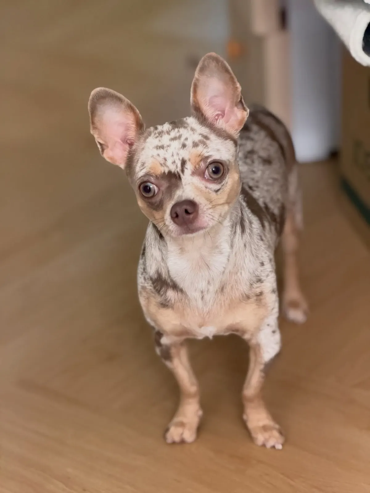 Merle Chihuahua standing on the wooden floor indoors