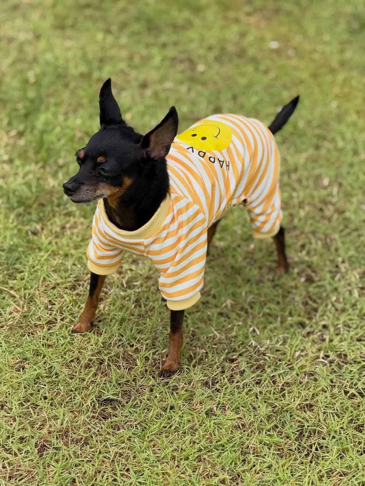 Miniature pinscher in a yellow striped onesie on the grass