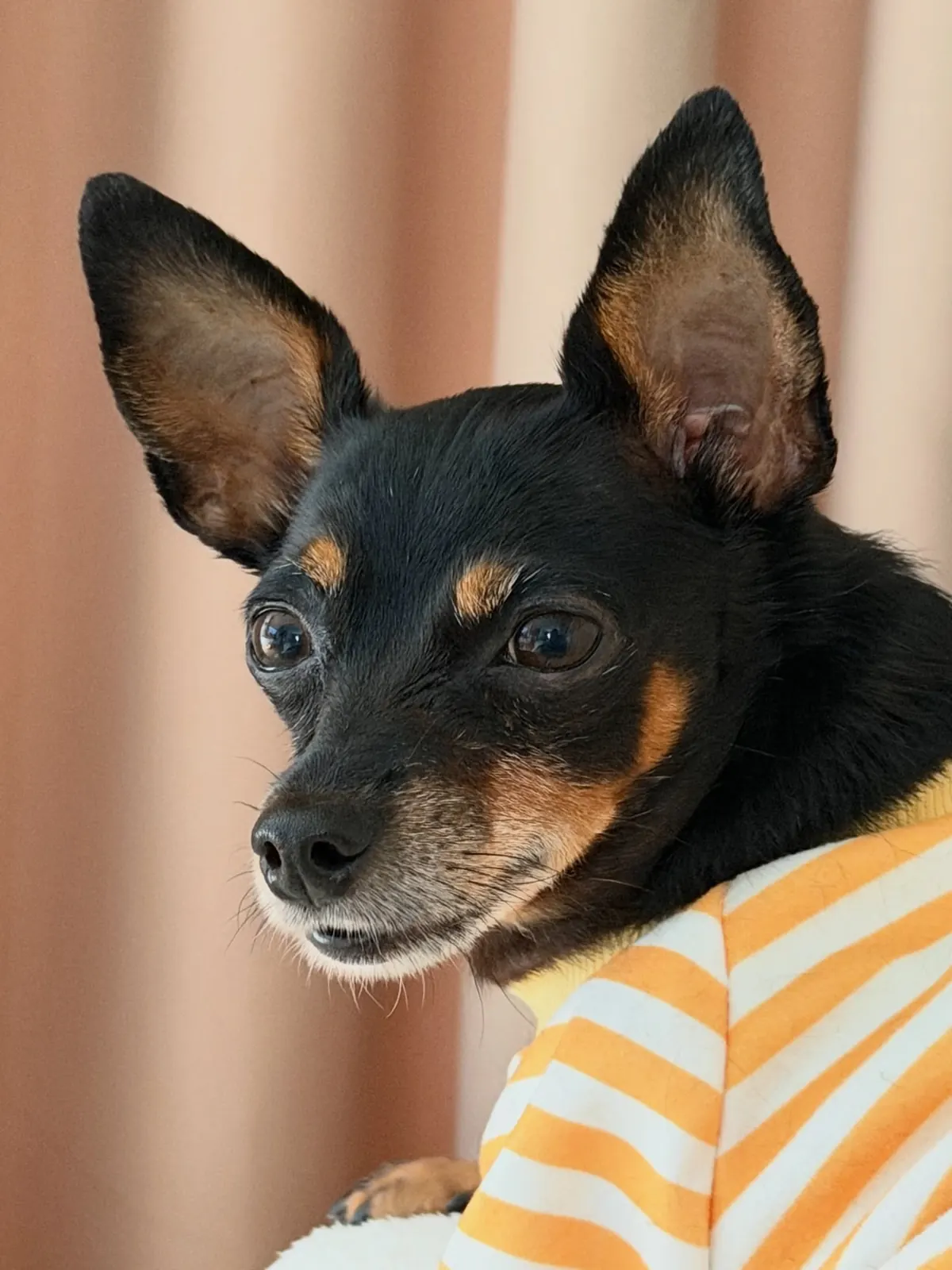 Miniature pinscher in a striped shirt, close-up portrait