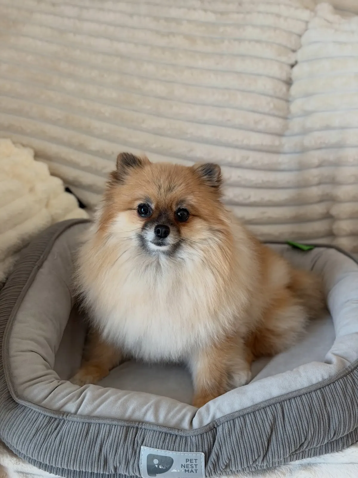 Orange Pomeranian sitting in a grey round dog bed