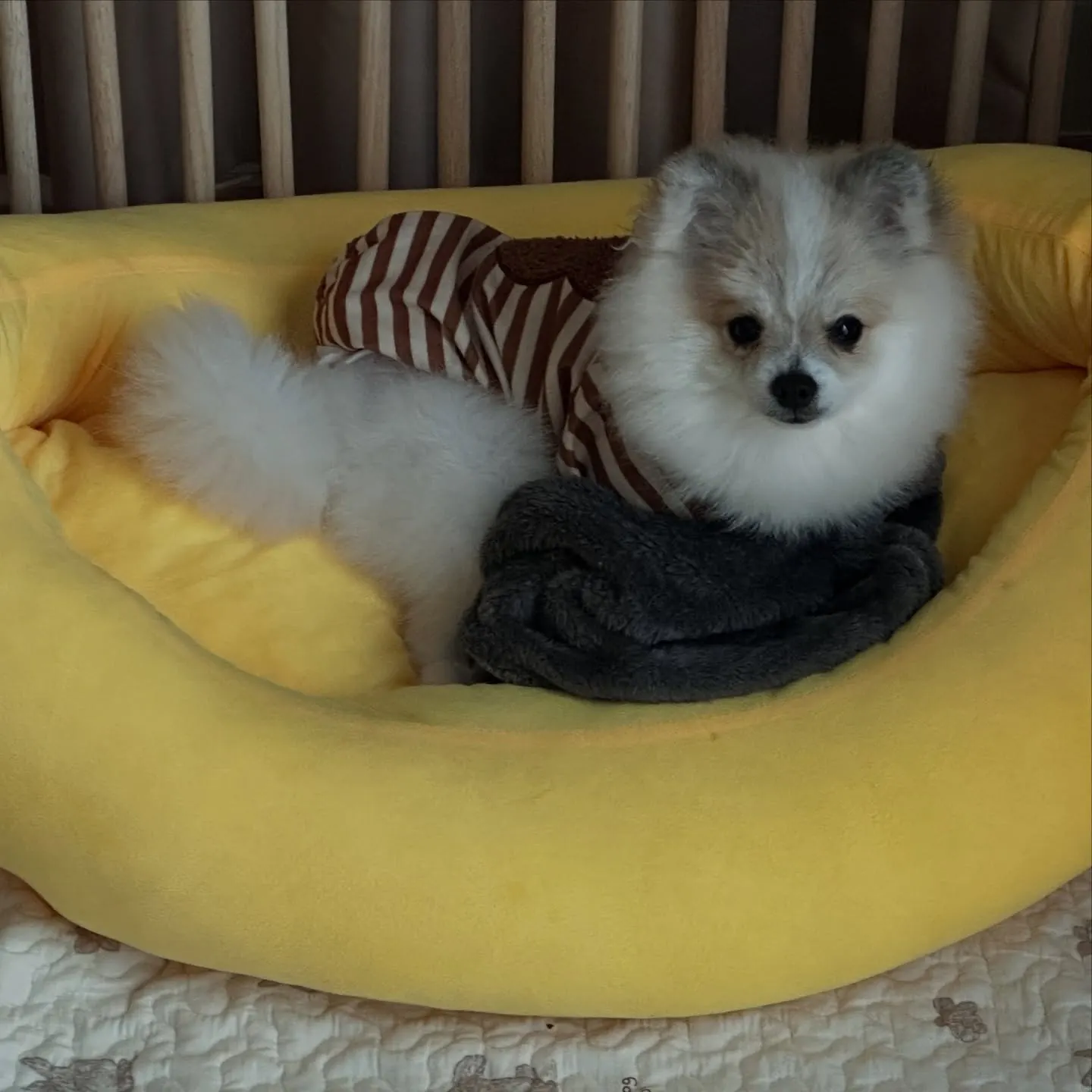 Parti-colour Pomeranian in a striped shirt lying in a yellow donut bed