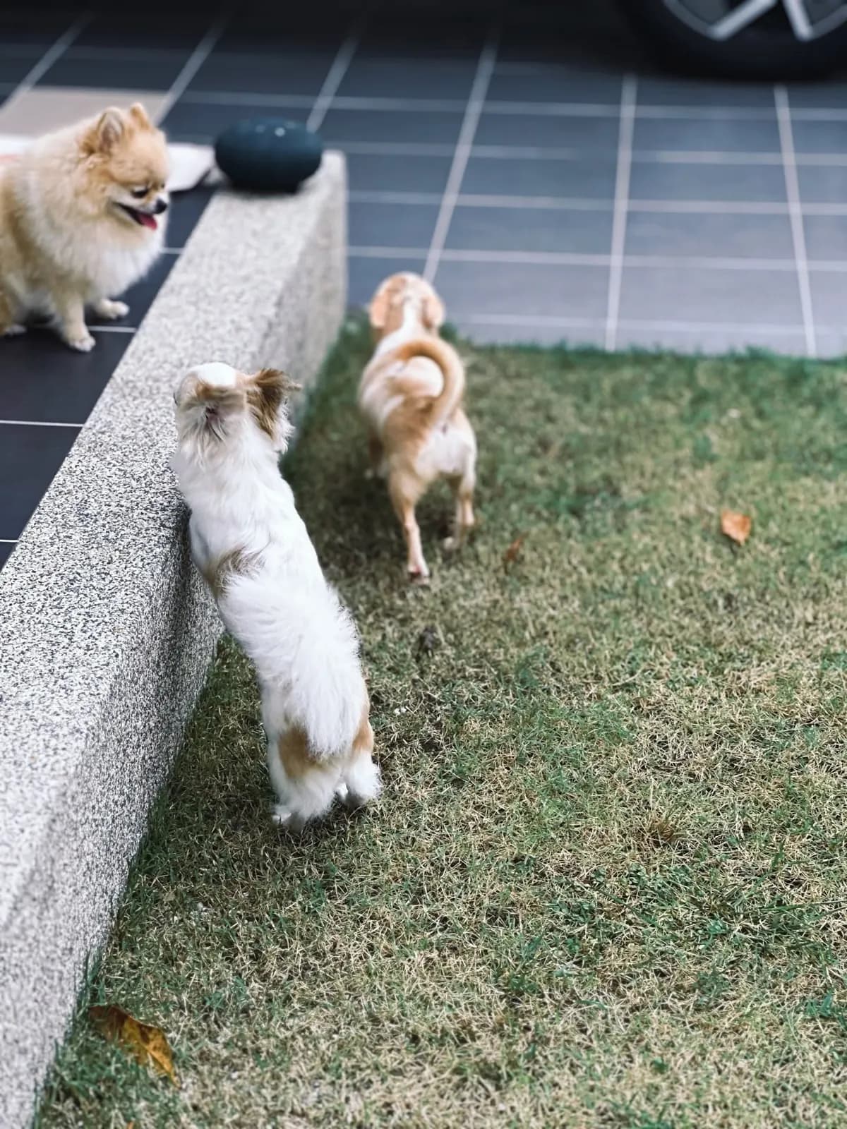 Cream Pomeranian and two Chihuahuas exploring the edge of the lawn
