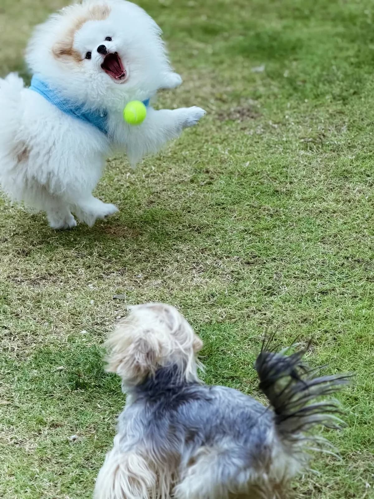 A fluffy white Pomeranian leaps for a tennis ball while a Yorkshire Terrier watches on the lawn of the play yard
