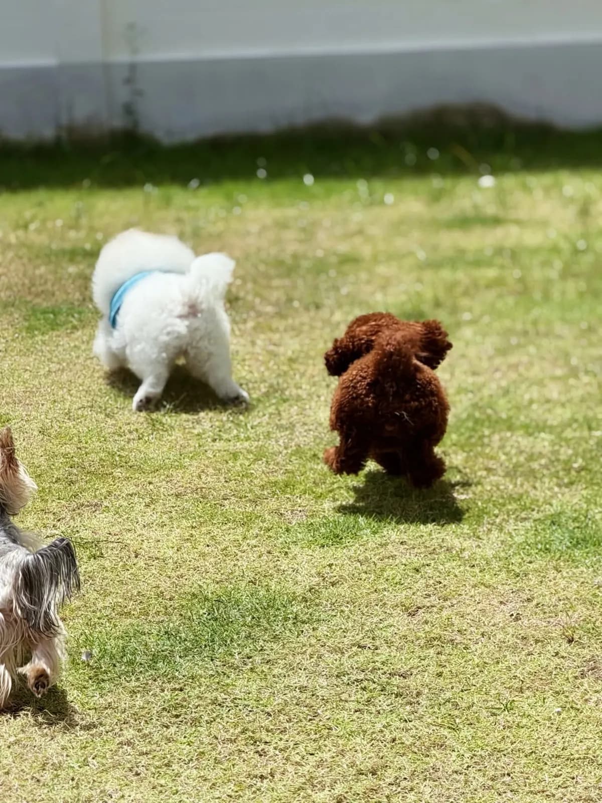White Pomeranian in a blue shirt with a red poodle on the lawn
