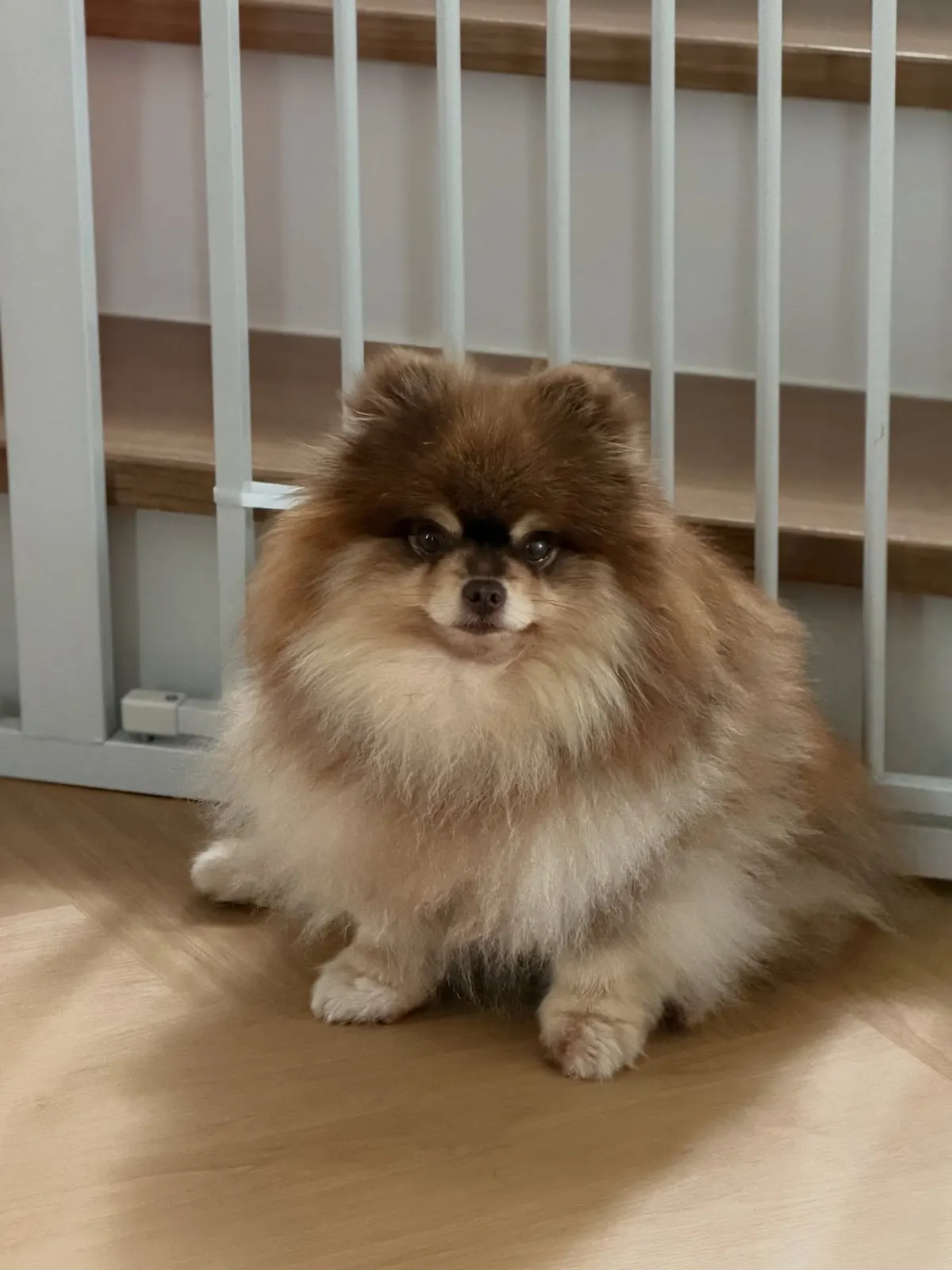 Brown Pomeranian sitting by a white pet gate indoors