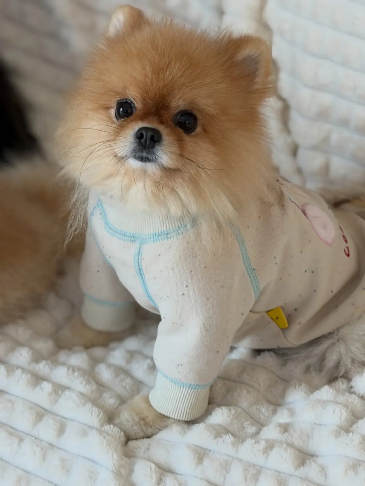 Pomeranian in cosy pajamas sitting on a soft cream blanket