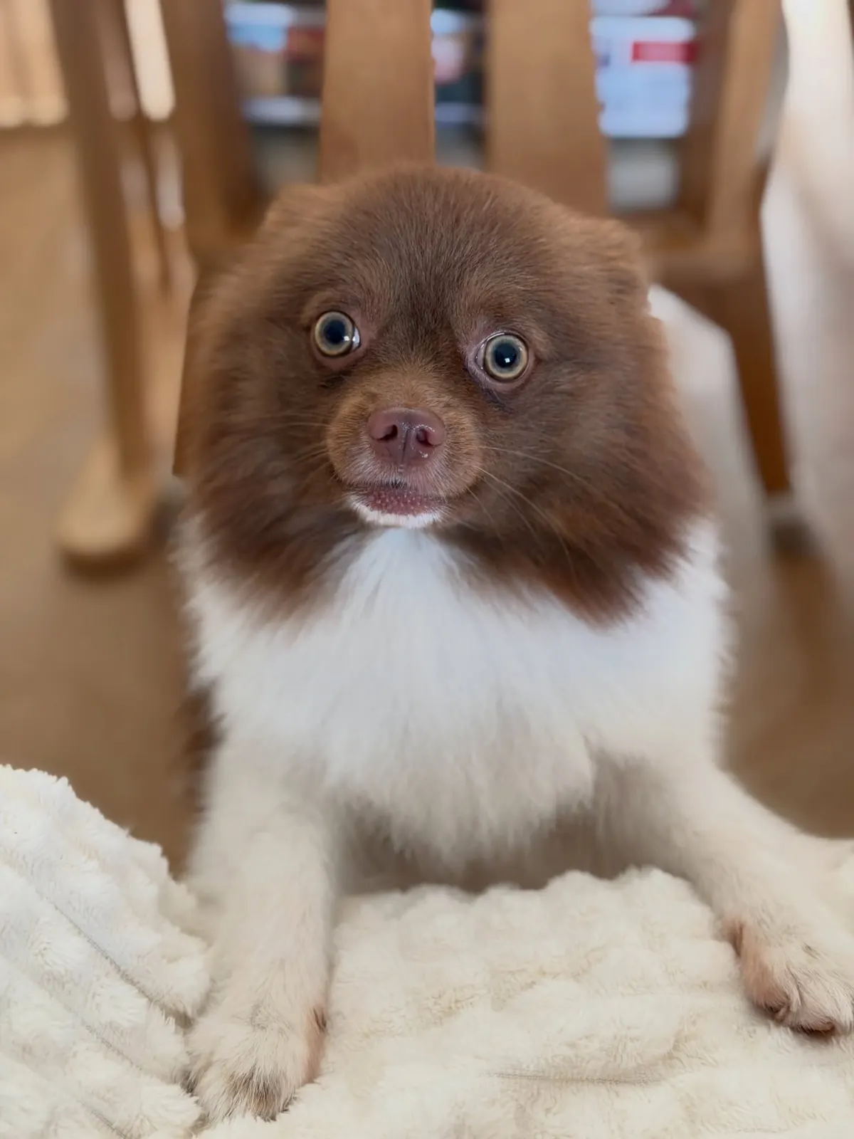 Brown-and-white Pomeranian with paws on a cream blanket