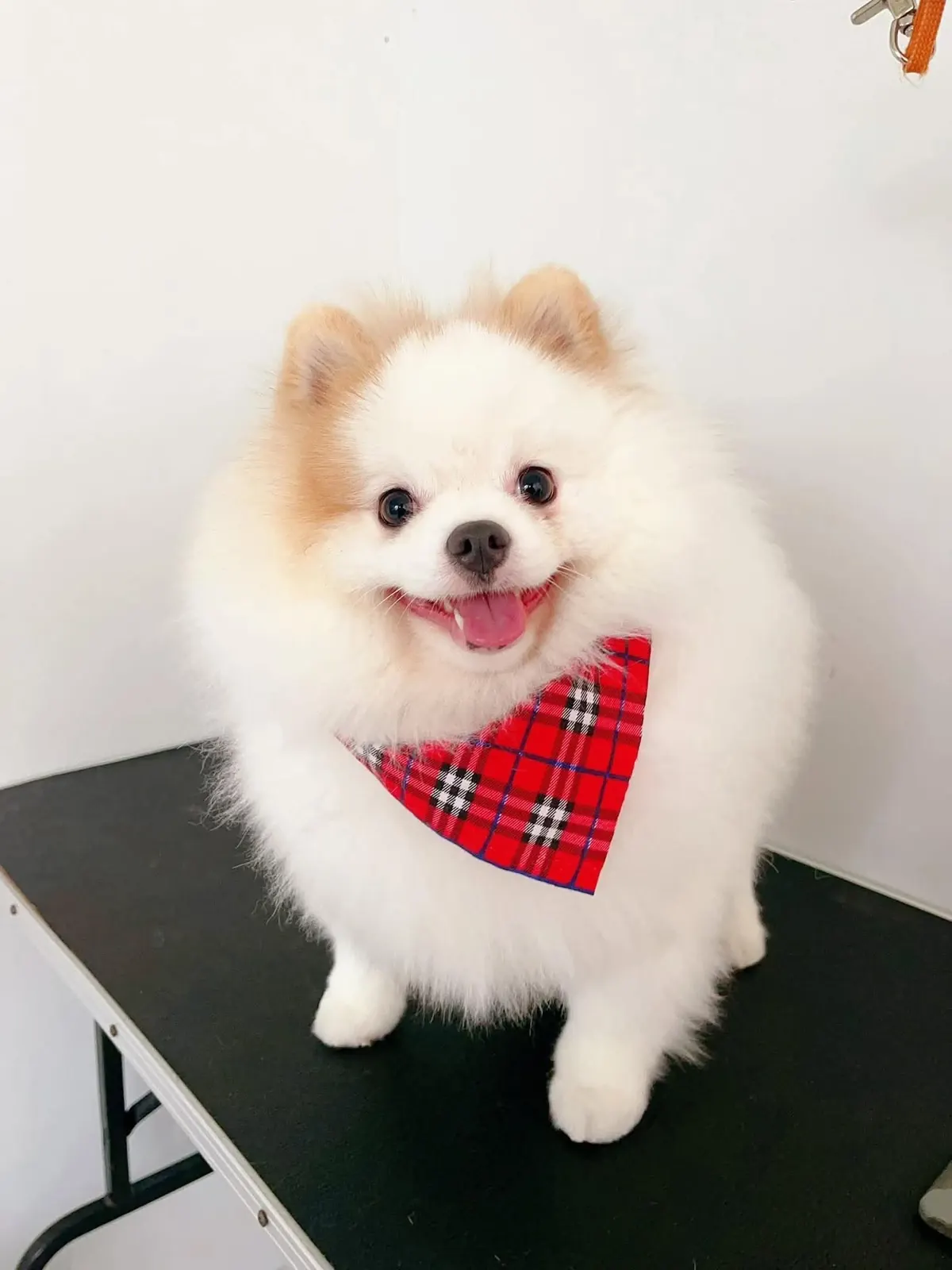 Cream-white Pomeranian in a red plaid bandana, smiling