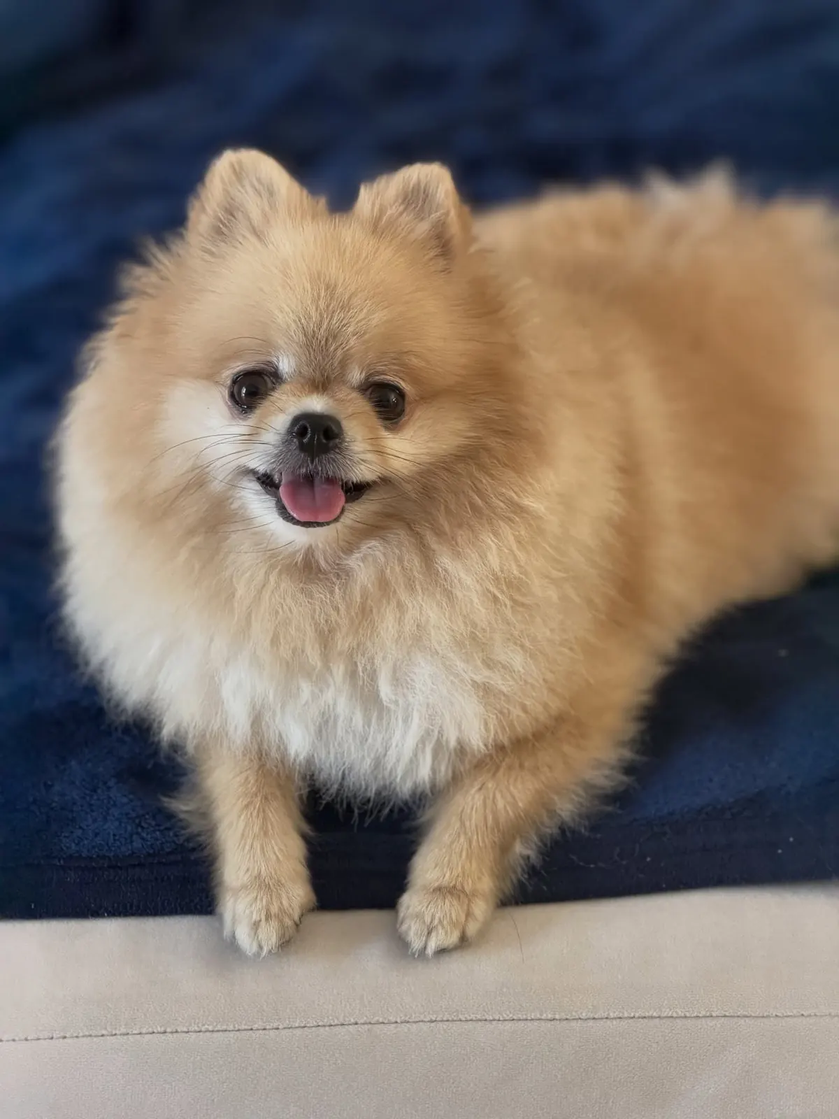Smiling cream Pomeranian lounging on a navy blanket on the sofa
