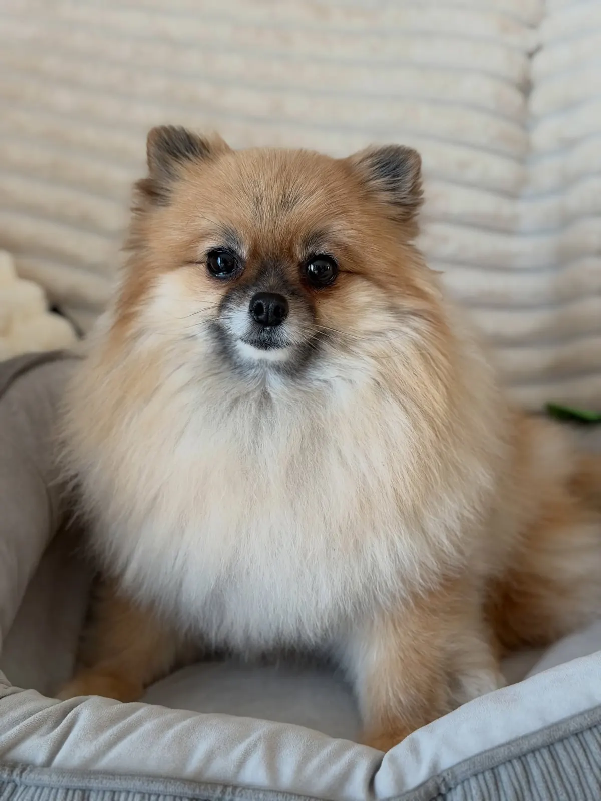 Pomeranian sitting upright in a soft grey dog bed