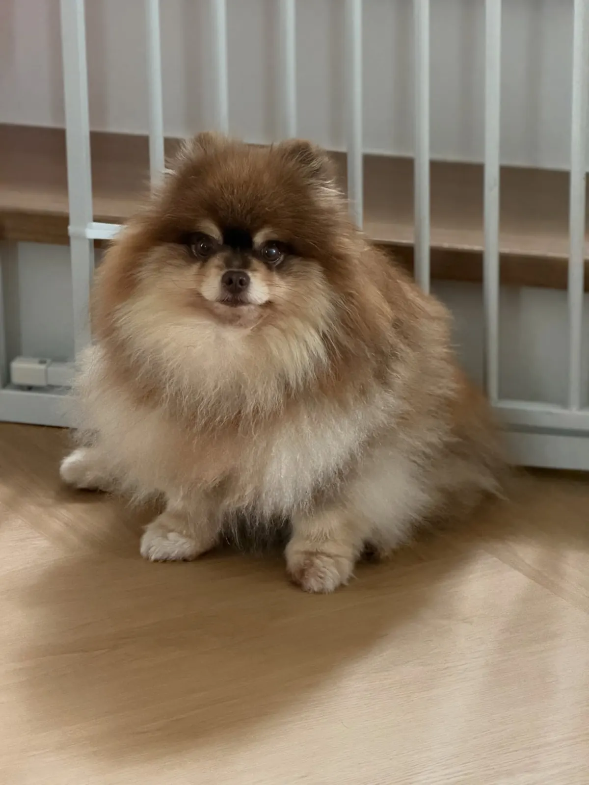 Sable Pomeranian sitting on the wooden floor by a white gate
