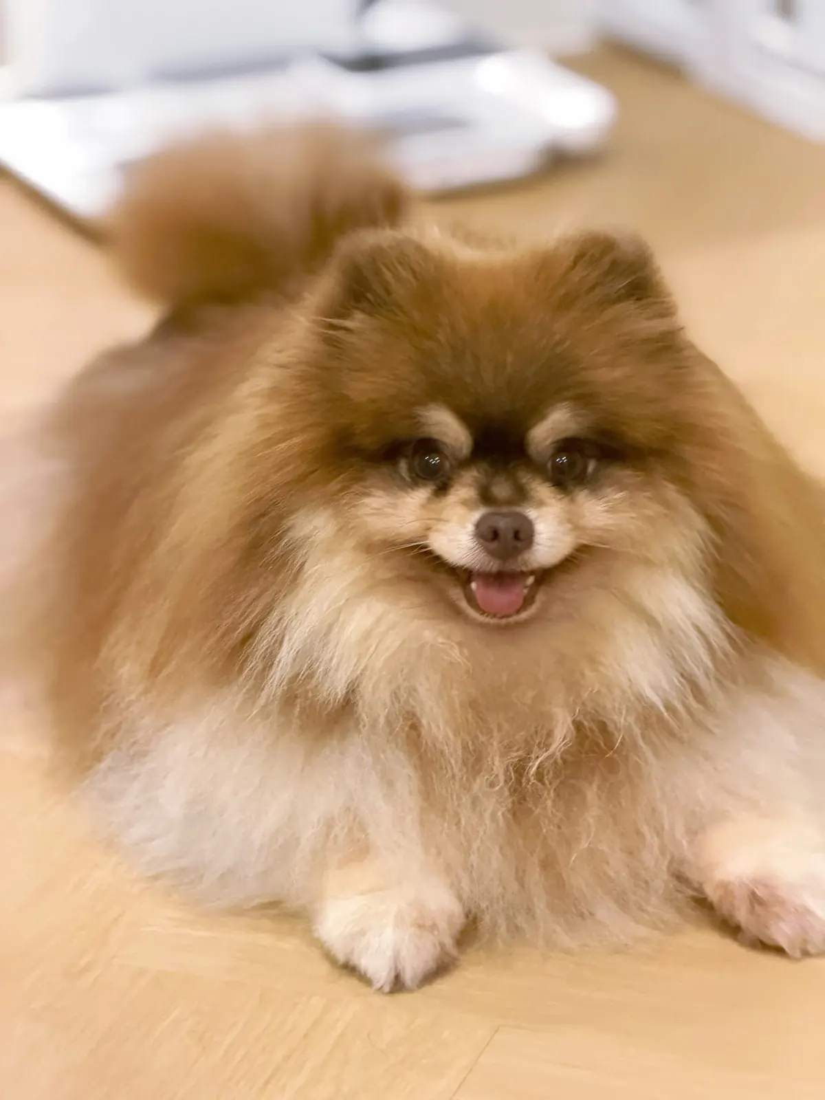 Sable Pomeranian lying on the wooden floor and smiling