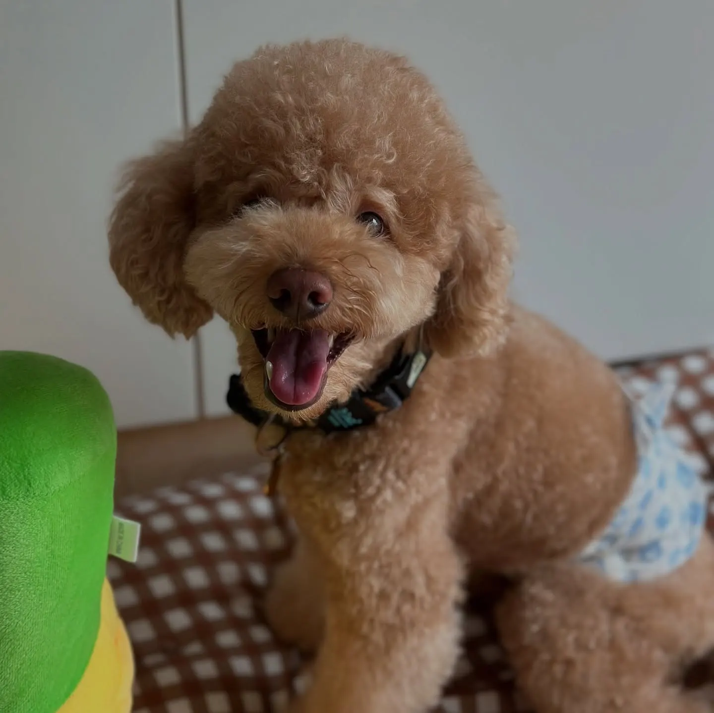 Red toy poodle in a belly band sitting on a checked cushion