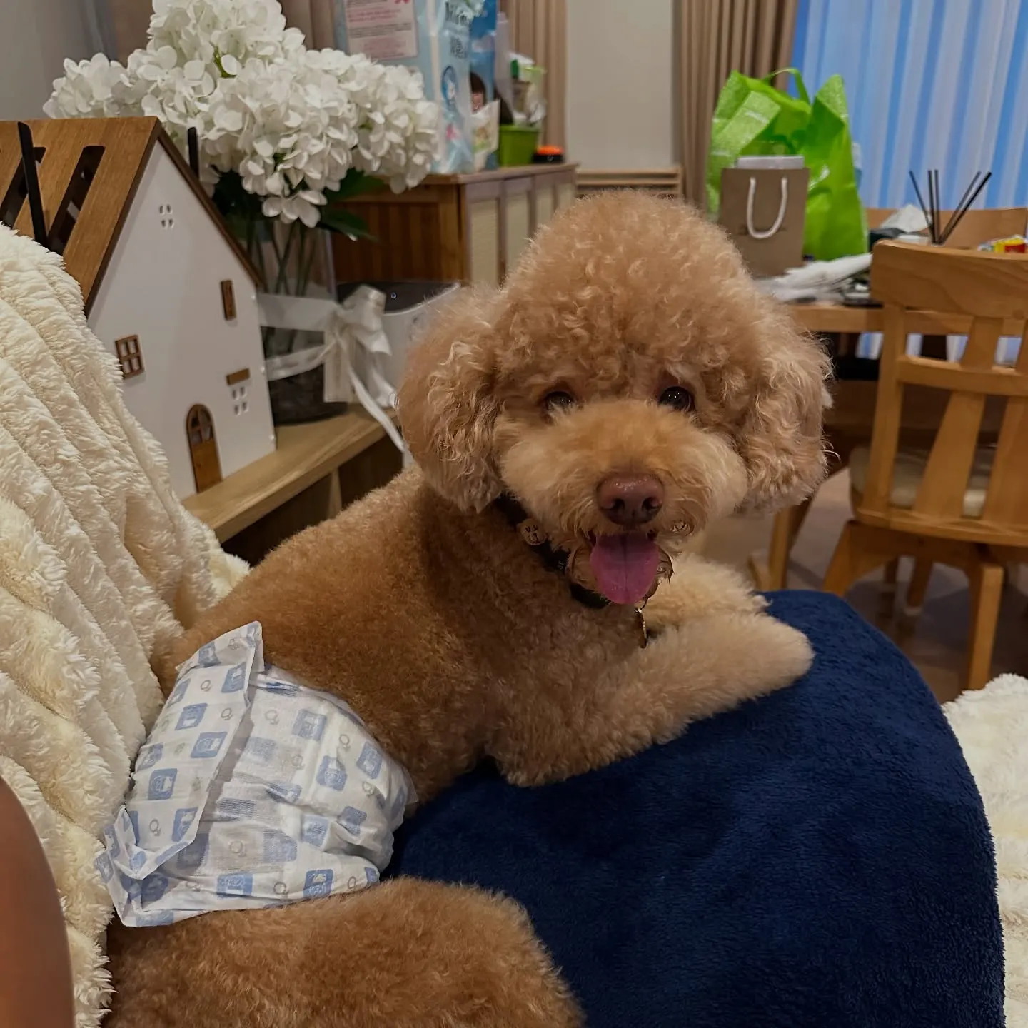 Red toy poodle wearing a belly band, relaxing on the sofa