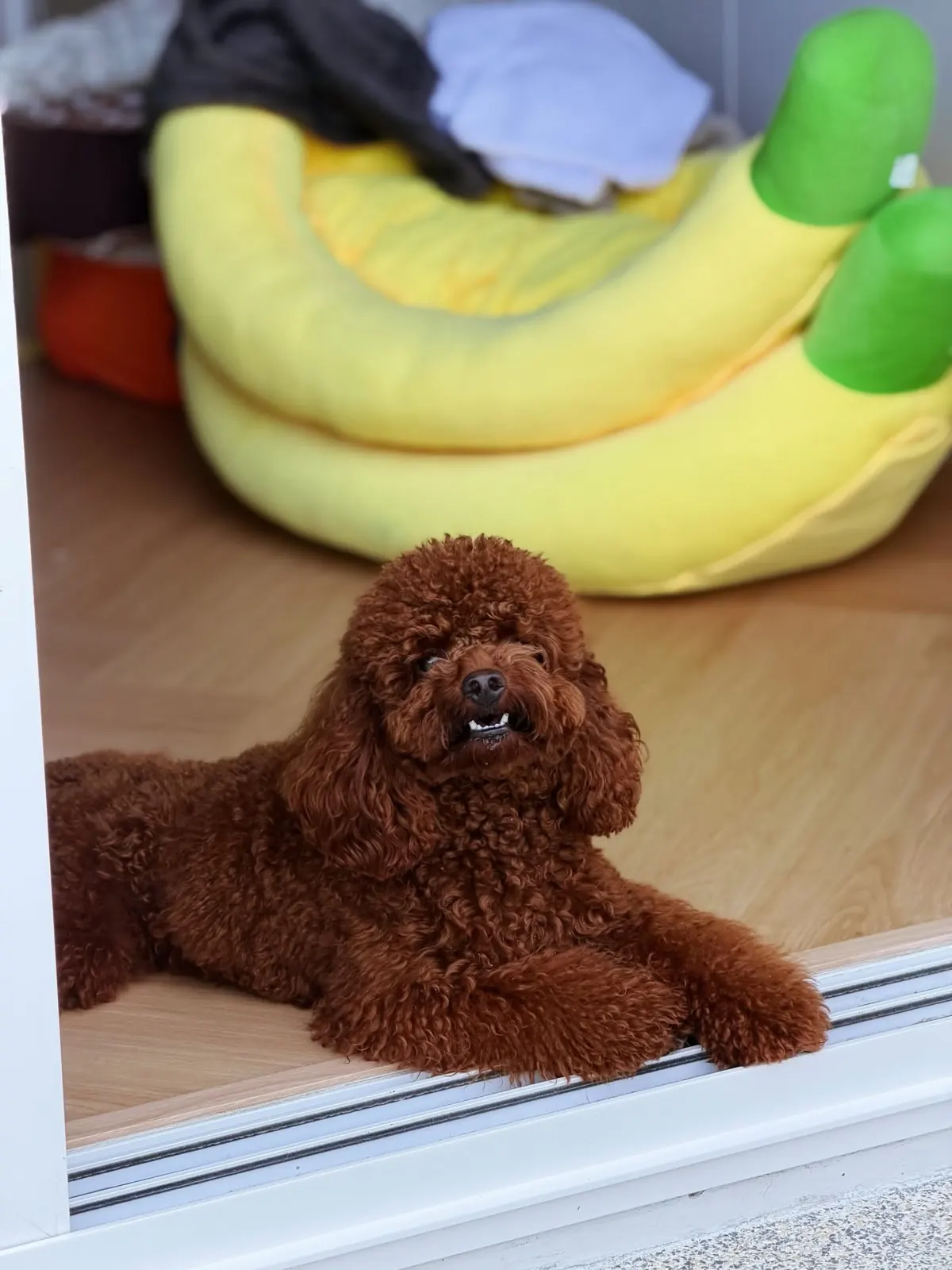 Red toy poodle lying by the glass door with banana beds behind